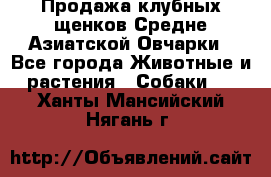 Продажа клубных щенков Средне Азиатской Овчарки - Все города Животные и растения » Собаки   . Ханты-Мансийский,Нягань г.